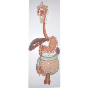 Digestive System, Life-Size - 2 Parts