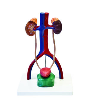Free Standing Male Urinary System
