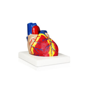 Heart Model, 2X Life-Size - 4 Parts