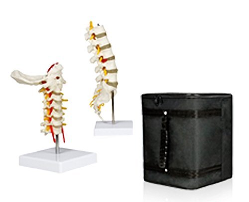 Cervical Spinal Column & Lumbar Spinal Column Set with Carrying Case