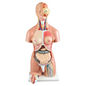 Torsos