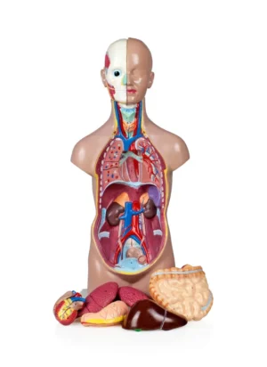 Sexless Human Torso - 50cm, 11 Parts