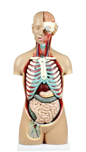 Life-Size Sexless Human Torso with Open Back - 17 Parts