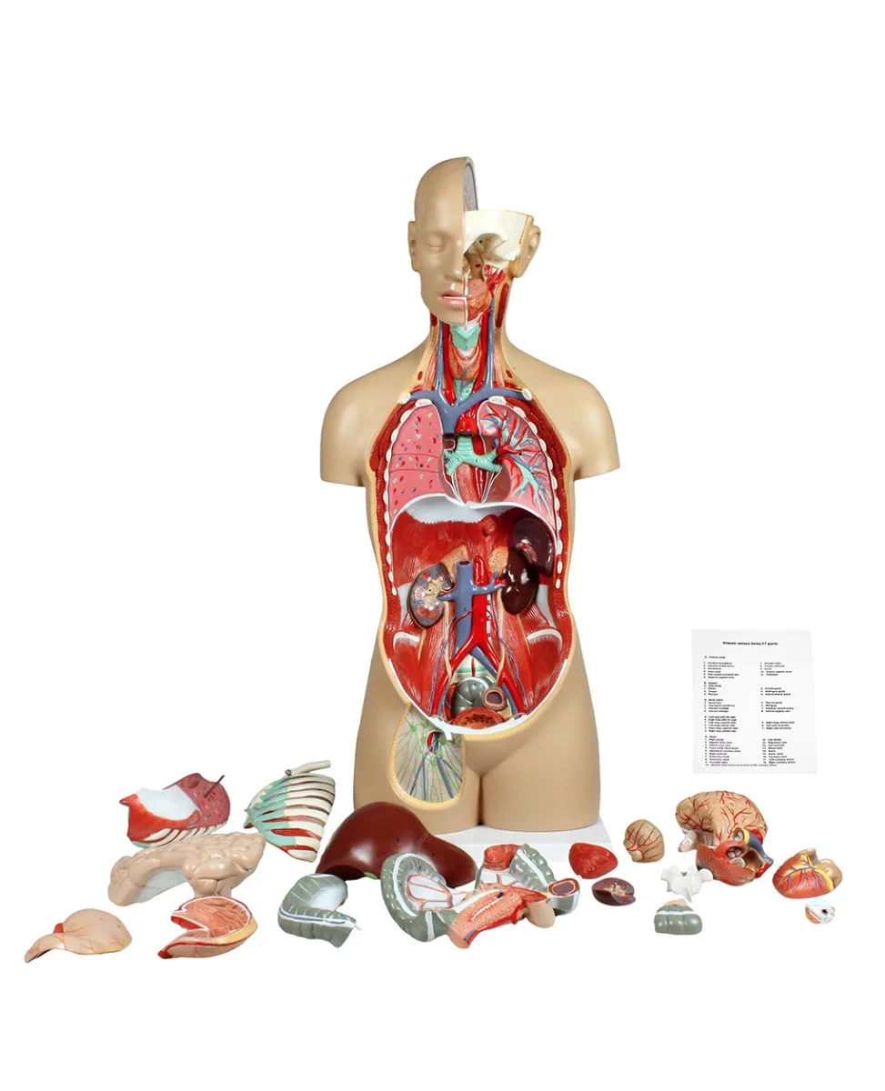 Life-Size Sexless Human Torso with Open Back - 17 Parts - Image 6
