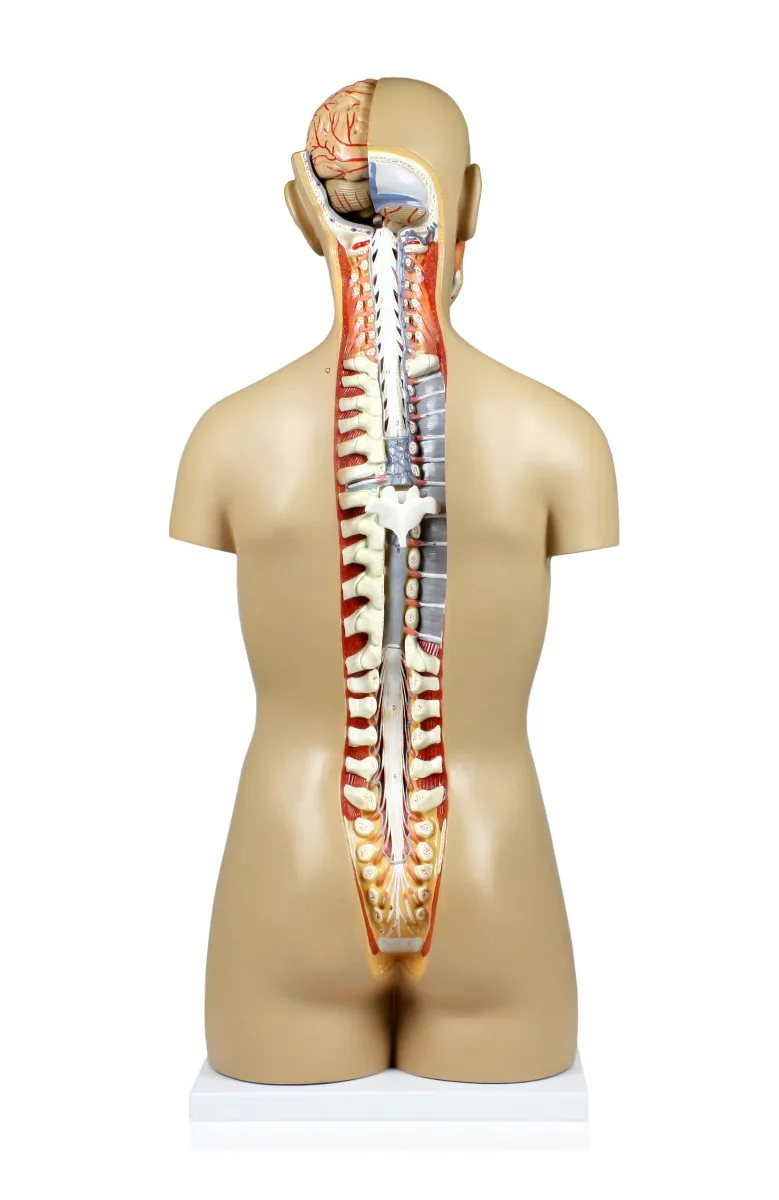 Life-Size Sexless Human Torso with Open Back - 17 Parts - Image 3