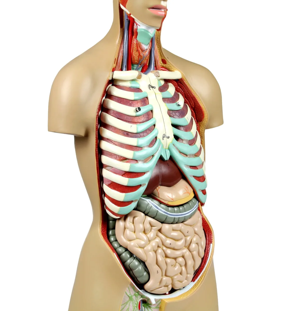 Life-Size Sexless Human Torso with Open Back - 17 Parts - Image 4
