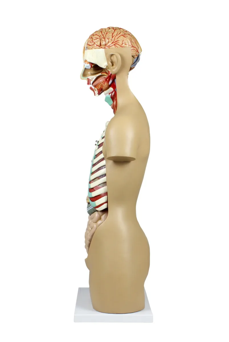 Life-Size Sexless Human Torso with Open Back - 17 Parts - Image 2