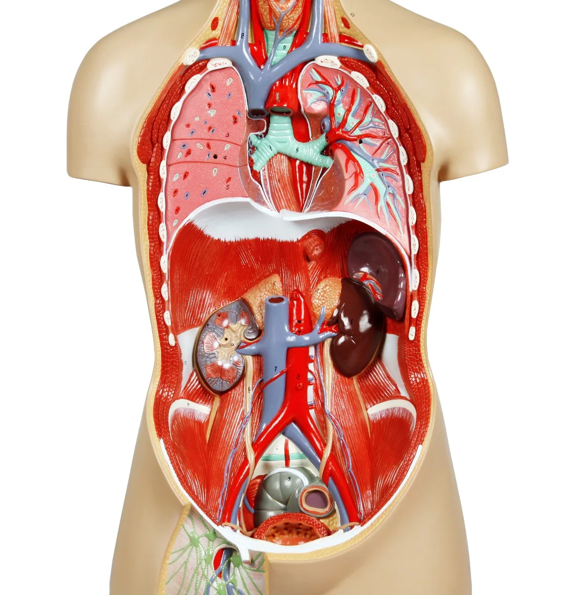 Life-Size Sexless Human Torso with Open Back - 17 Parts - Image 5
