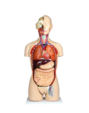 Life-Size Dual-Sex Human Torso with Open Back - 27 Parts