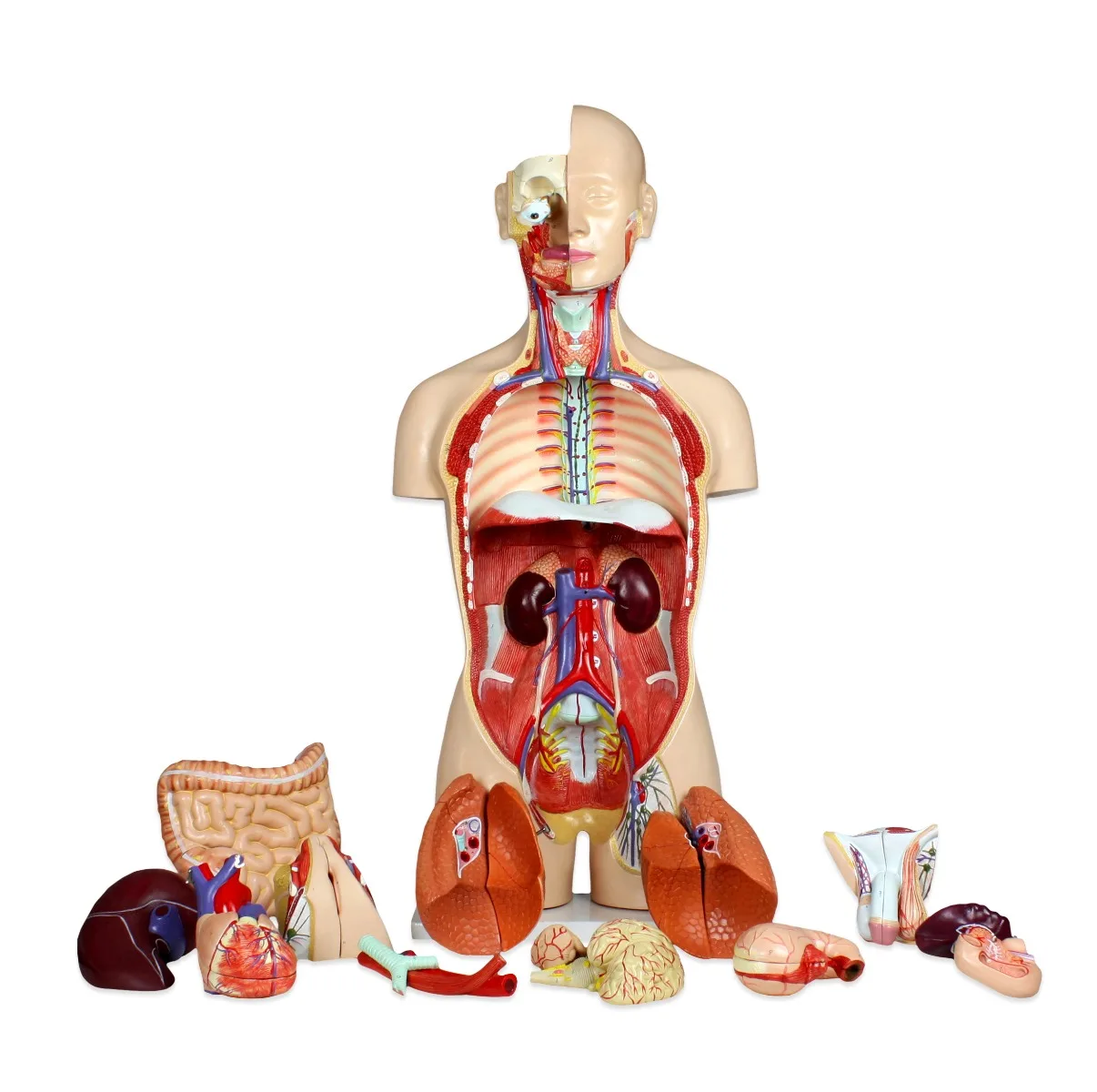 Life-Size Dual-Sex Human Torso with Open Back - 27 Parts - Image 3