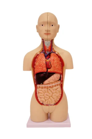 Dual-Sex Mini Torso - 1/2 Life-Size, 16 Parts