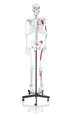 66" Full-Size Human Skeleton with Muscles