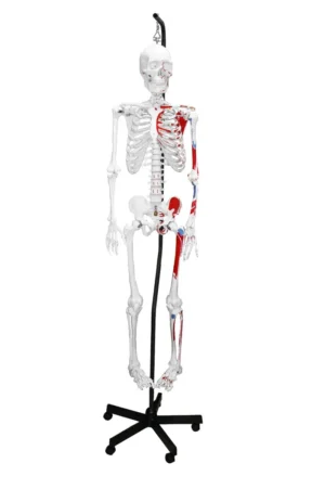 66" Full-Size Human Skeleton with Muscles