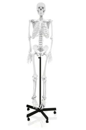 66" Full-Size Human Skeletons
