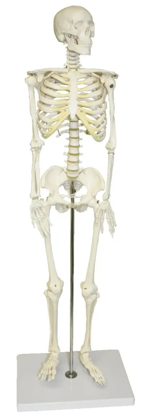 33" Half-Size Skeleton