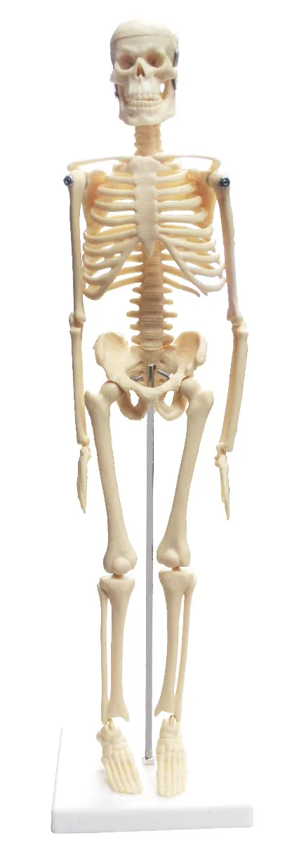 Set of Three Anatomy Models - Skeleton, Torso & Teeth - Image 2
