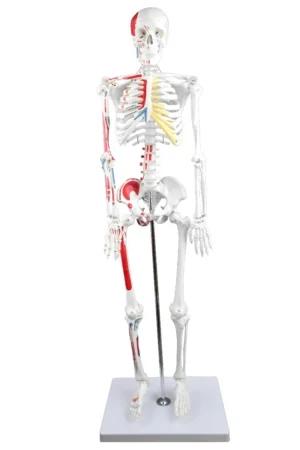 33" Half-Size Skeleton w/Muscles