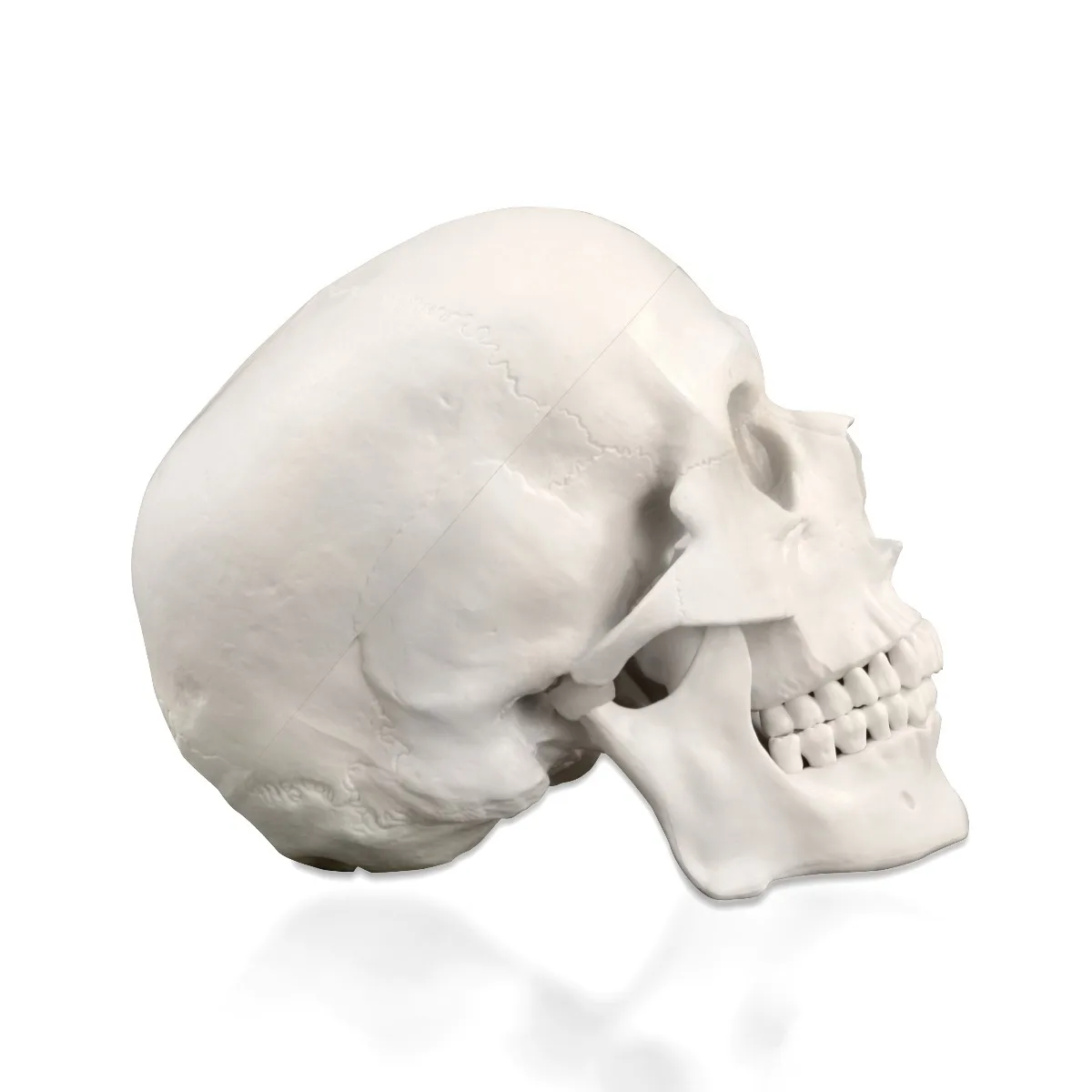 Life-Size Human Skull - Image 2