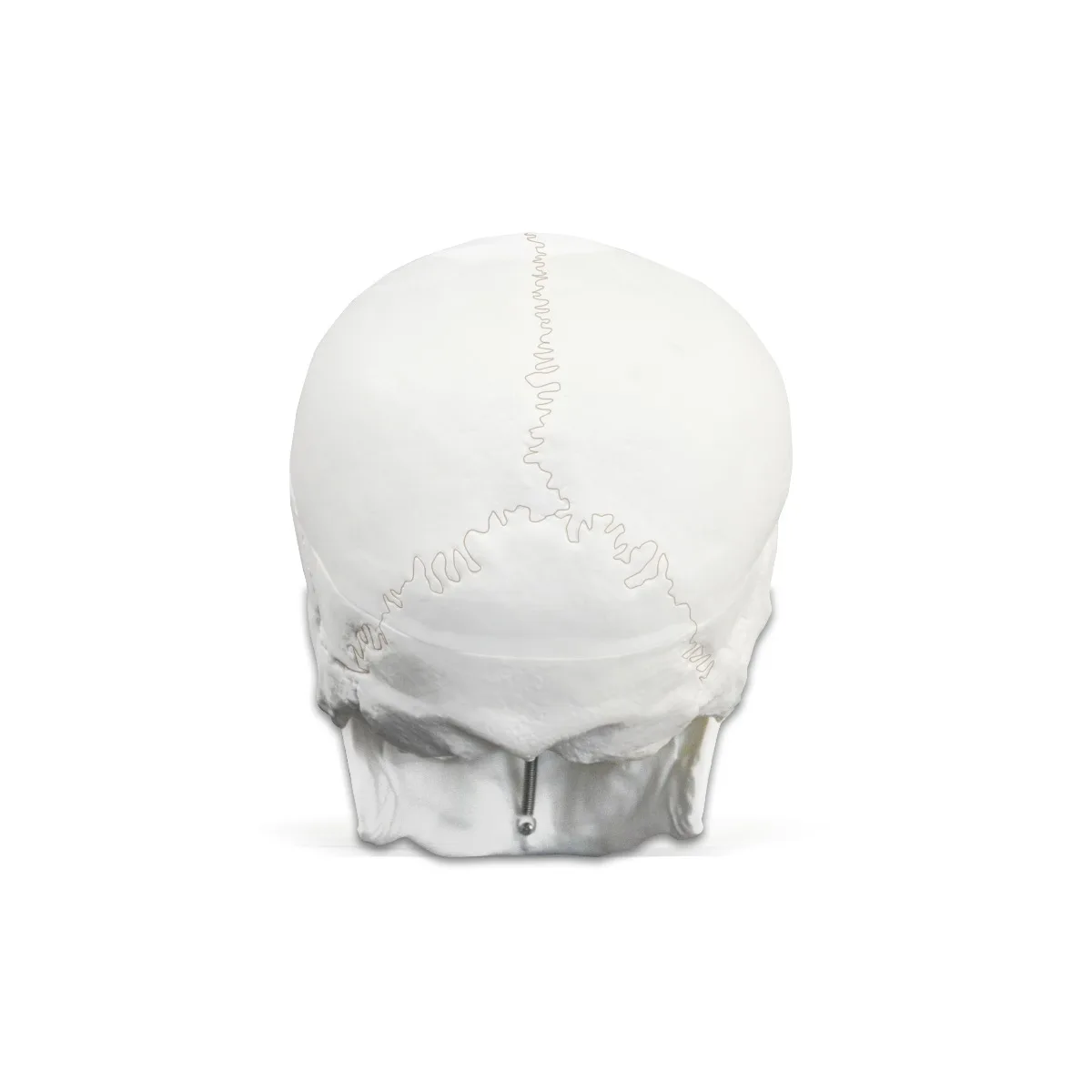 Life-Size Human Skull - Image 3