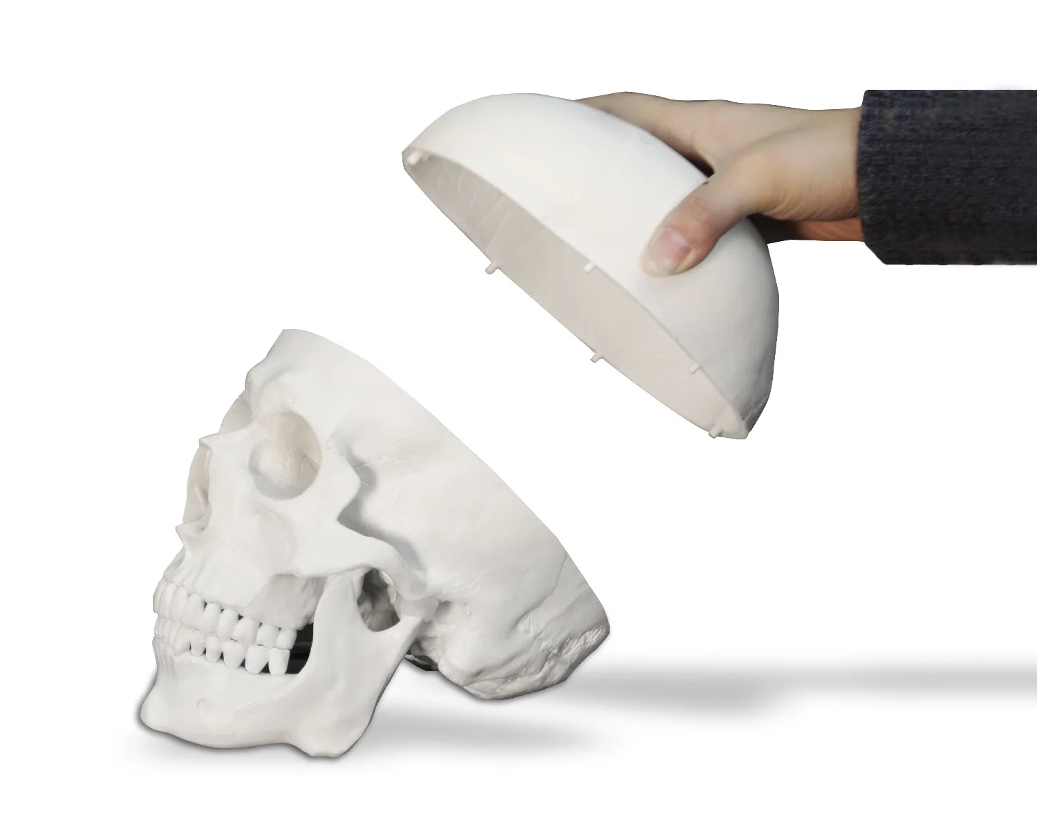 Life-Size Human Skull - Image 5
