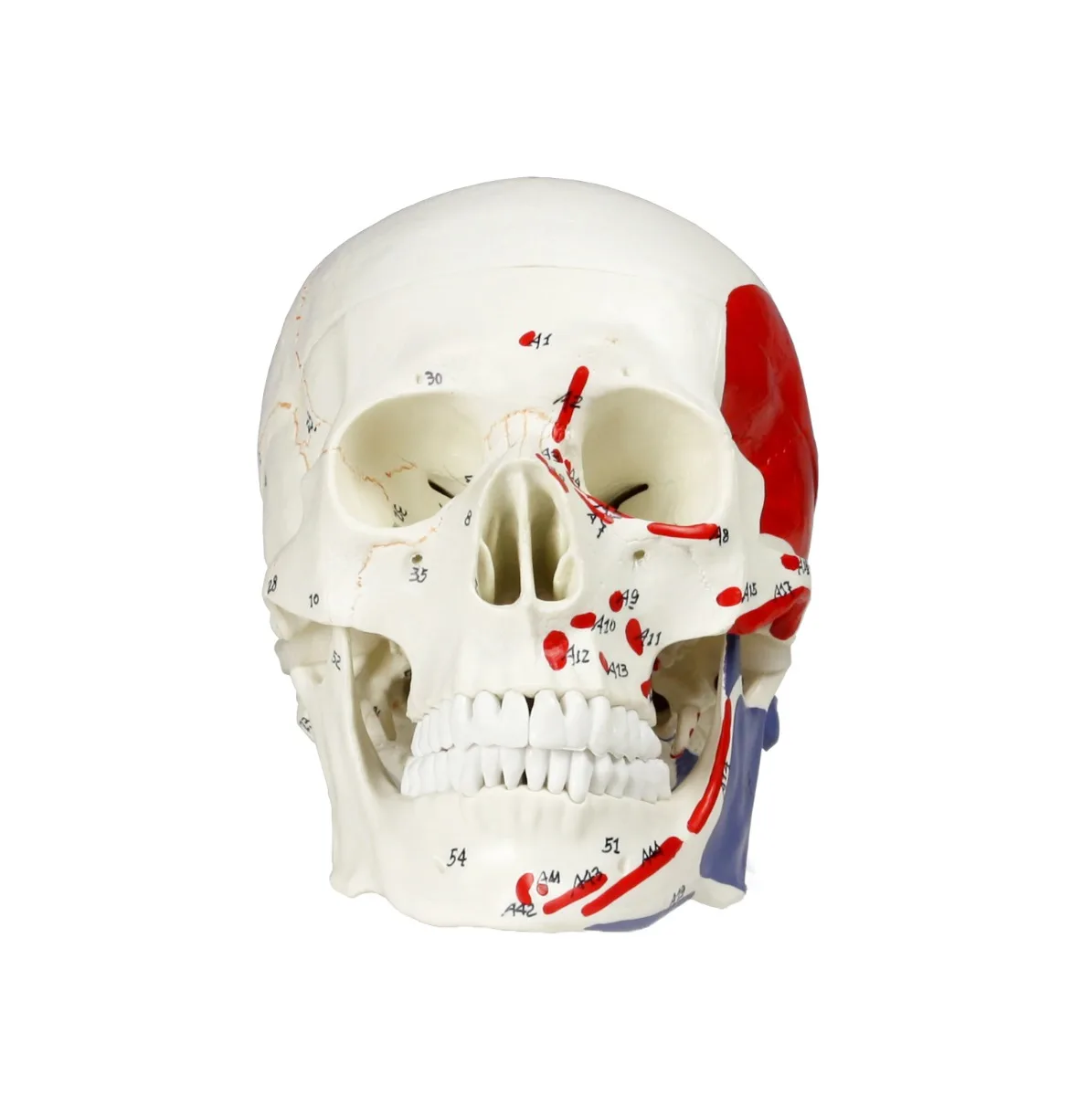 Human Skull with Muscles - Image 2
