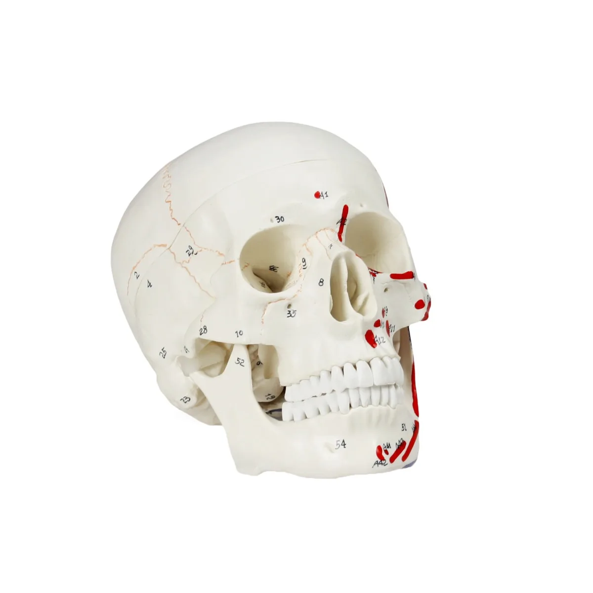 Human Skull with Muscles