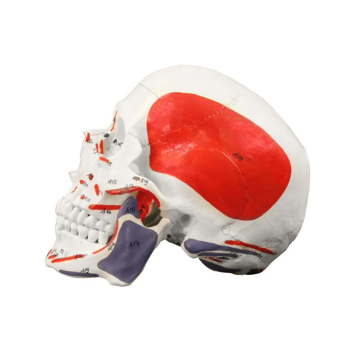 Human Skull with Muscles - Image 3