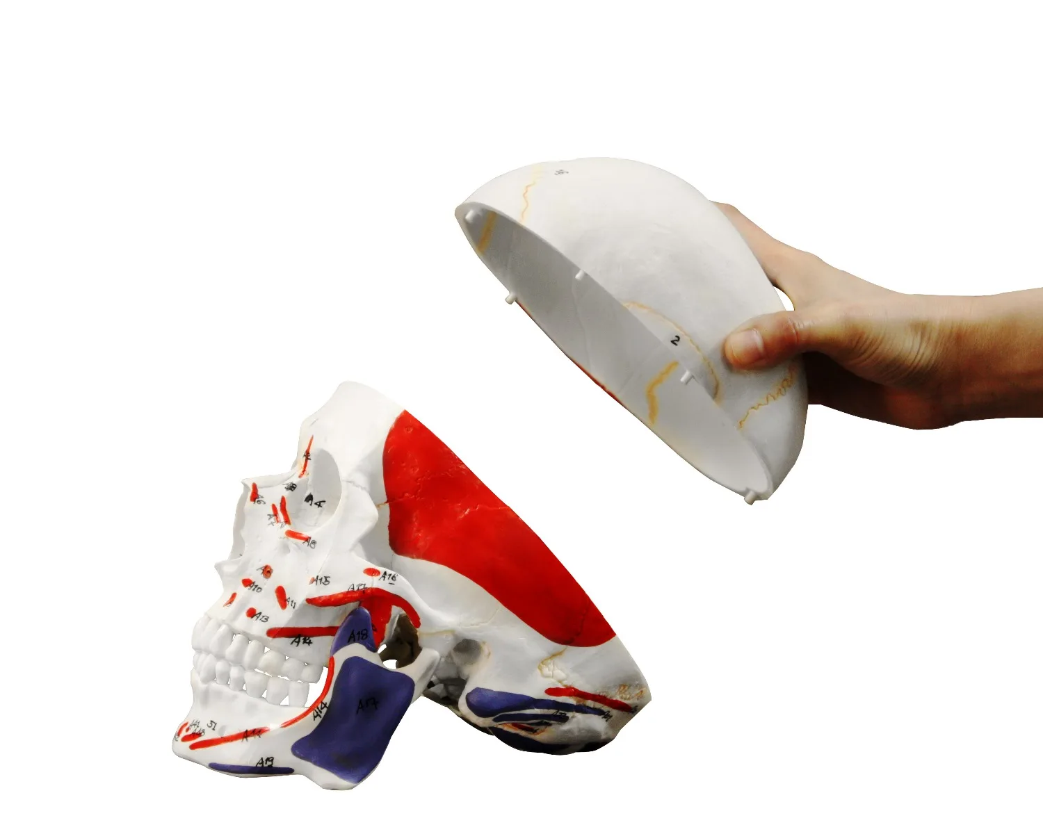 Human Skull with Muscles - Image 4