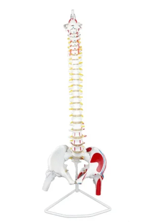 Life-Size Spinal Column w/Muscles