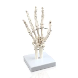 Hand Skeleton