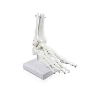 Foot Skeleton