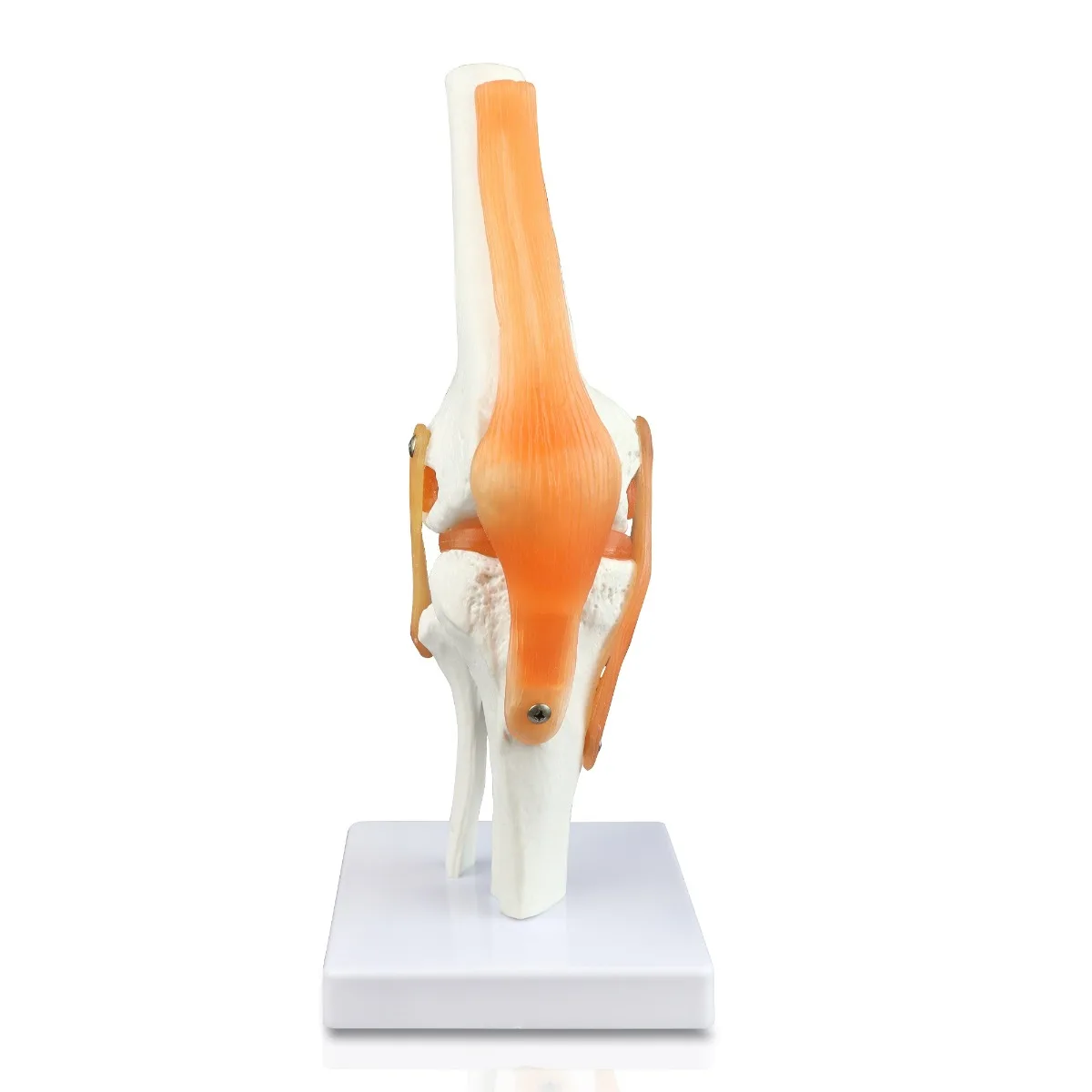 Knee Joint - Image 2