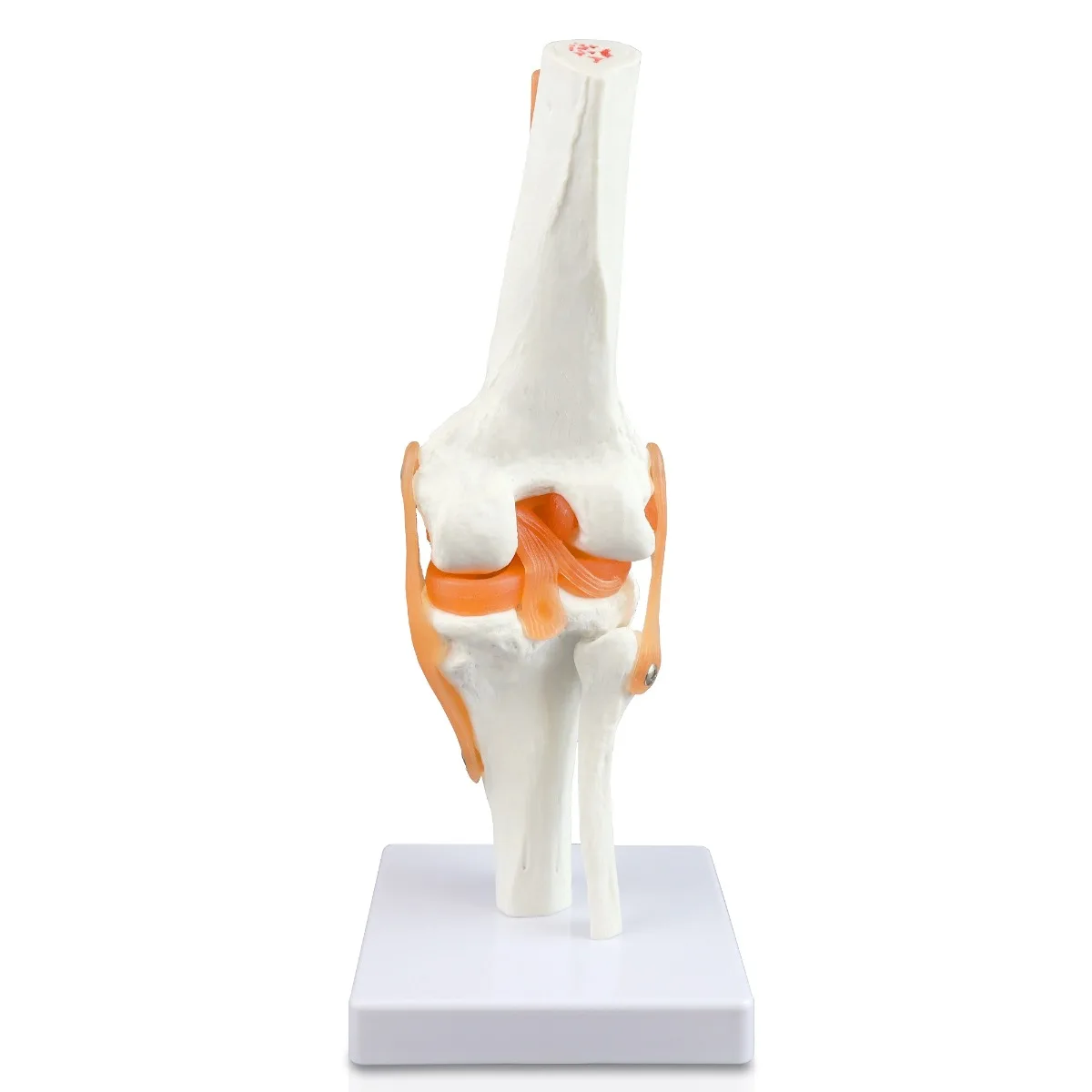 Knee Joint - Image 4