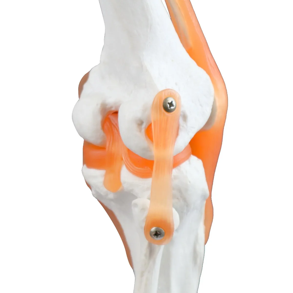 Knee Joint - Image 5