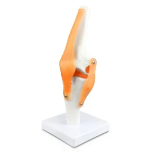 Knee Joint