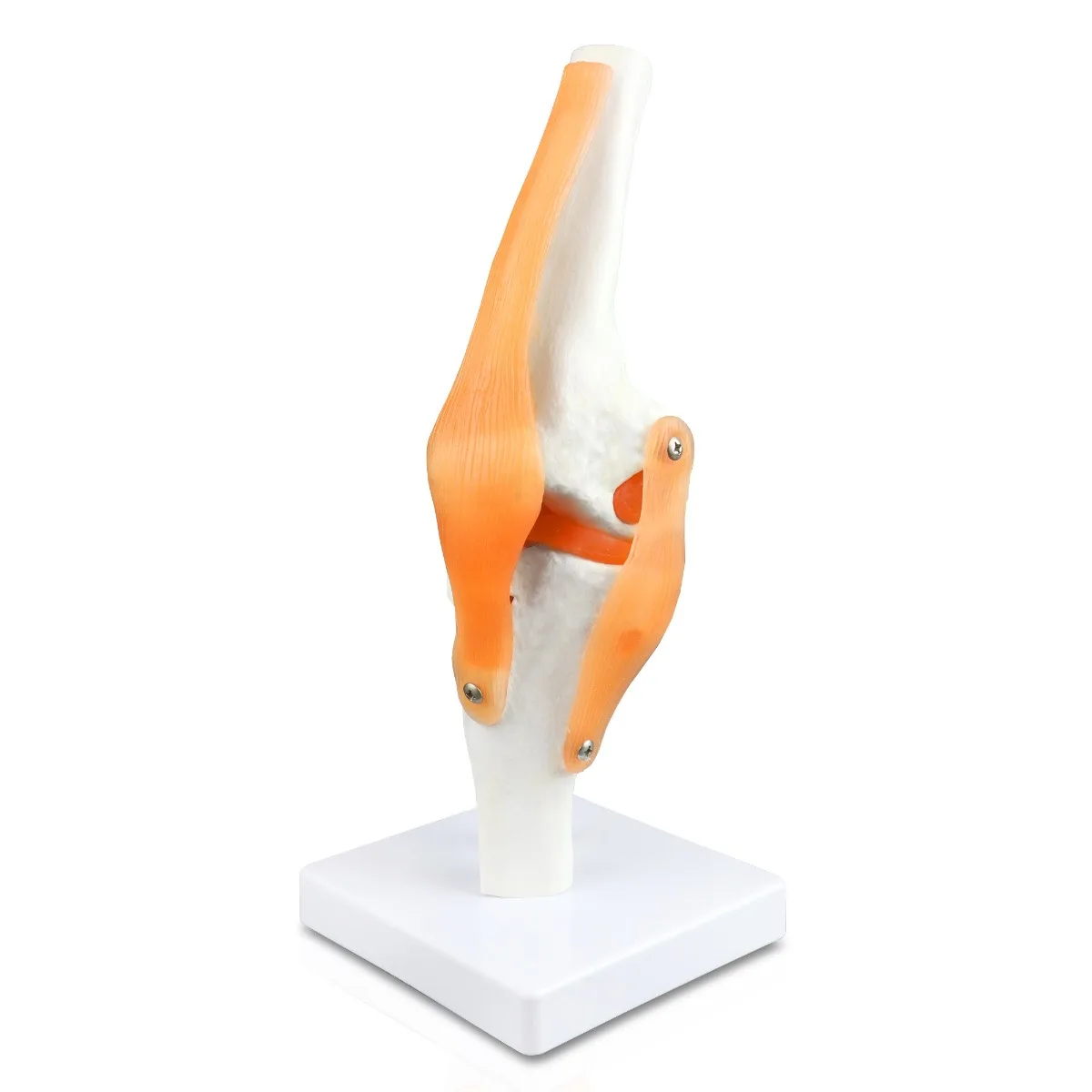 Knee Joint