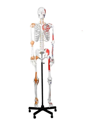 67" Full-Size Skeleton with Muscles, Ligaments & Nerve Endings