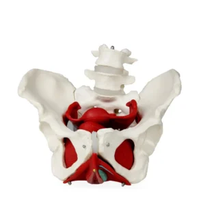 Female Pelvis Skeleton with Organs