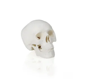 Mini Skull