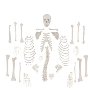 Full-Size Disarticulated Human Skeleton