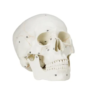 Numbered Human Skull