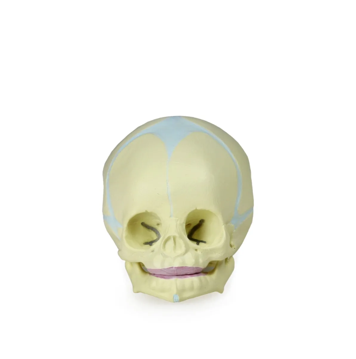 Human Fetal Skull - Image 2