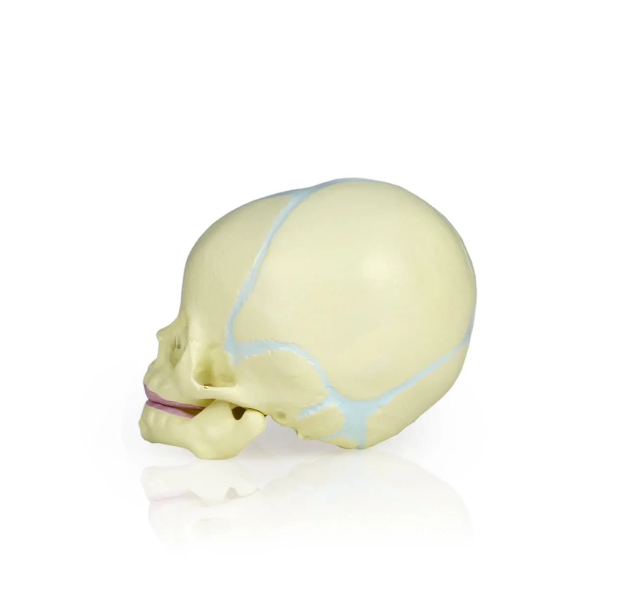 Human Fetal Skull - Image 3