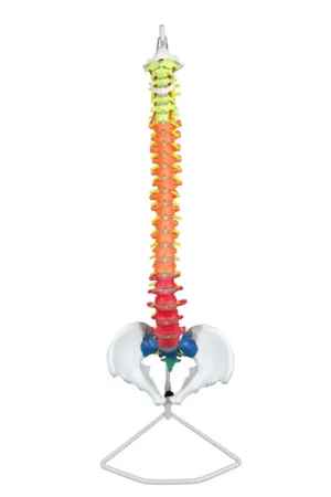 Life-Size Color-Coded Flexible Spinal Column