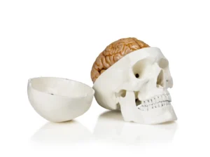Human Skull with Brain
