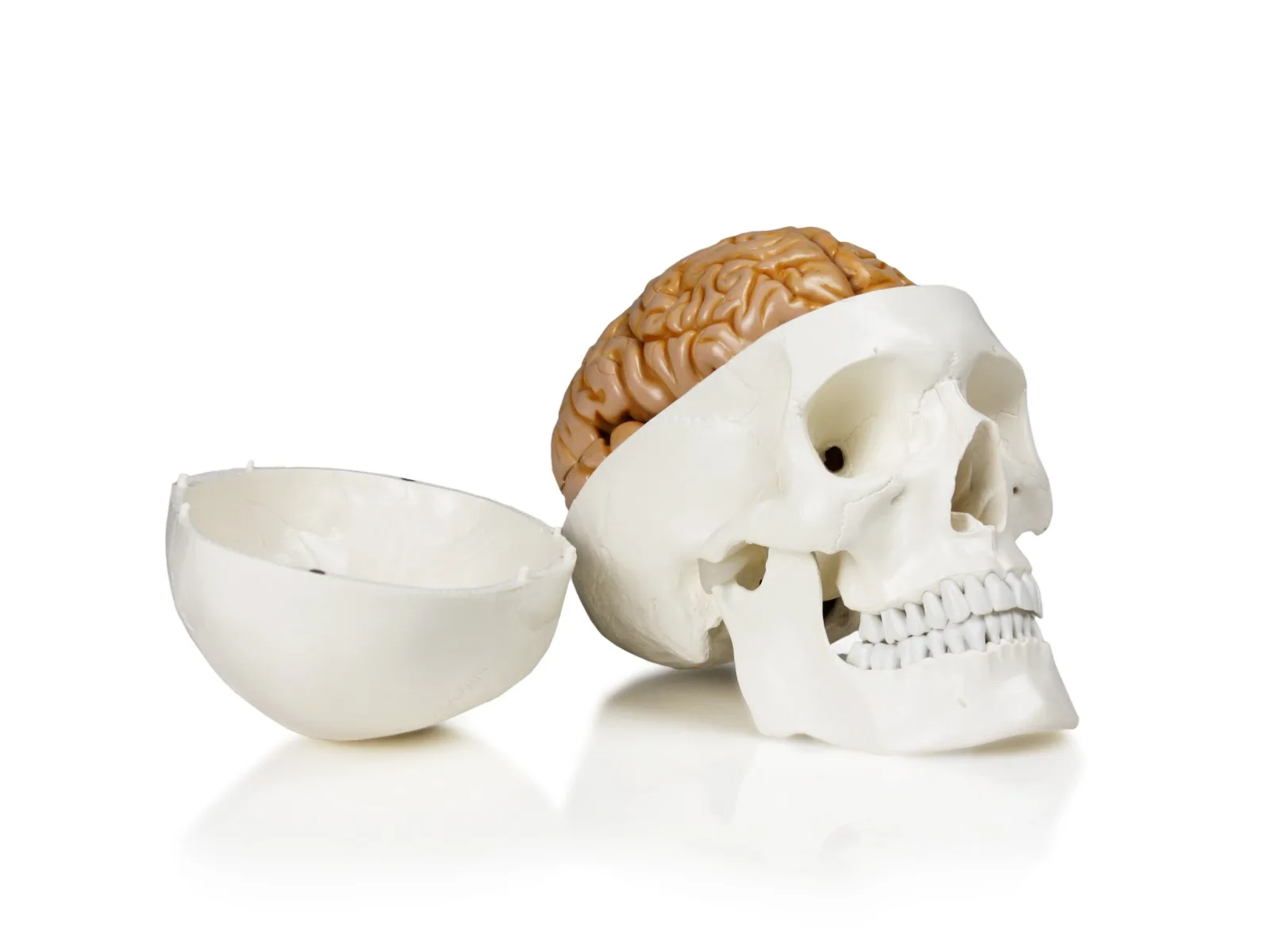 Human Skull with Brain