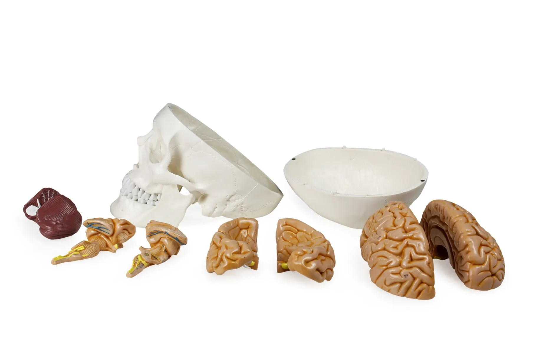 Human Skull with Brain - Image 3