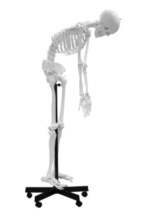 67" Full-Size Flexible Human Skeleton