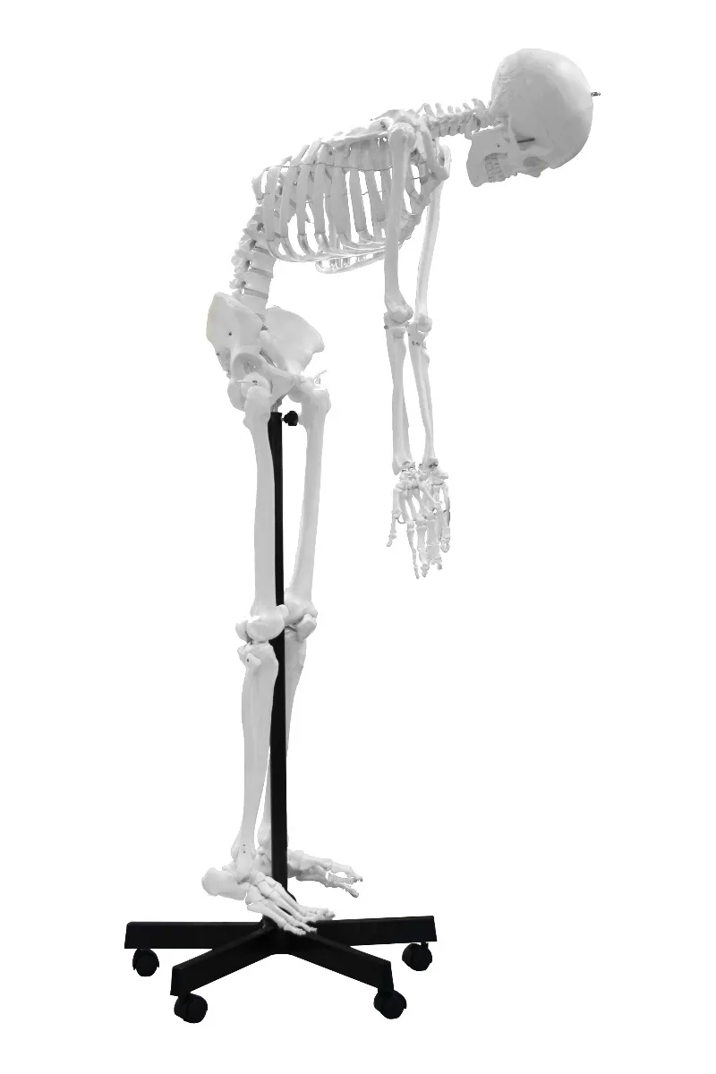 67" Full-Size Flexible Human Skeleton