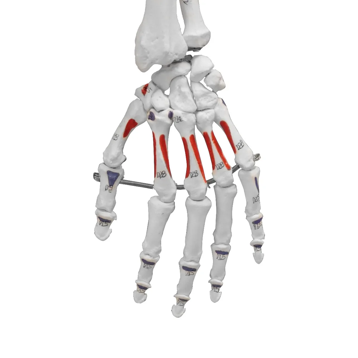 67" Full-Size Flexible Human Skeleton with Muscles - Image 2
